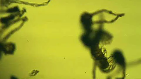 Fern spores release sperm when exposed to acetone