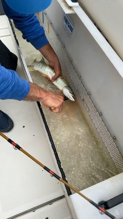 smallest-musky-ever-caught-on-a-8-inch-bait-fishing-lakestclair