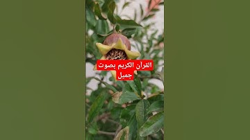 القرآن الكريم بصوت جميل #اكسبلور #قرآن #تيك_توك #ترند #في #quran #لايك #القرآن_الكريم