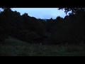 Night Time in the mountains - 10 hours of HD Frogs, Crickets, Cicadas and other insects.