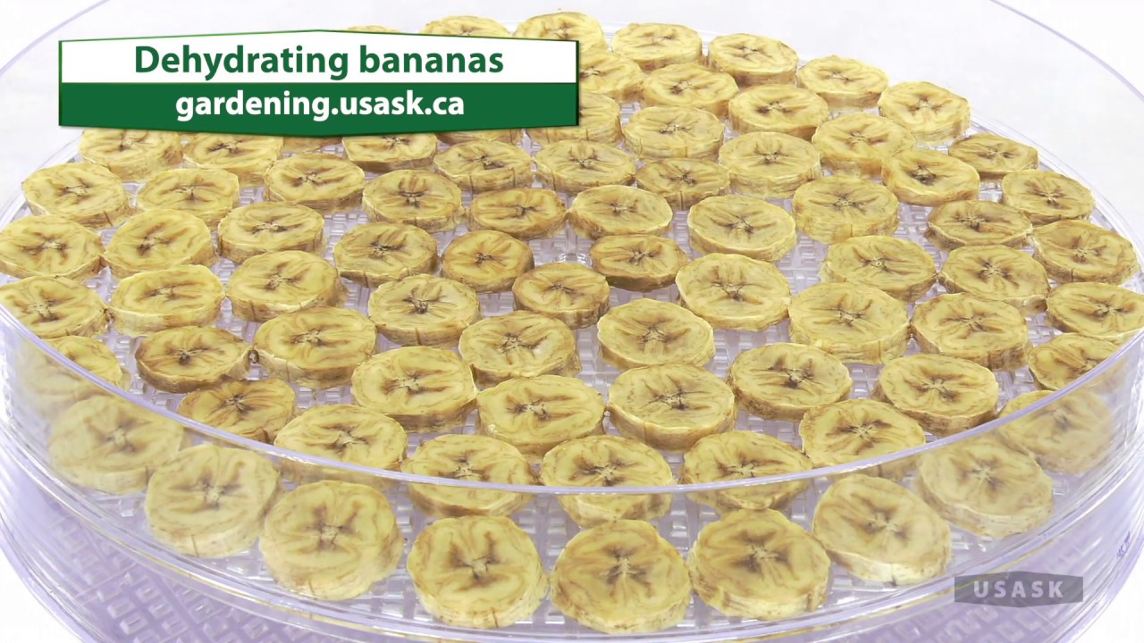 Dehydrating bananas by Gardening at USask - YouTube