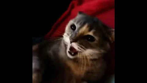 Crazy cat