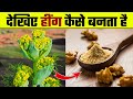 देखिए हींग कैसे बनता है |  Hing Kaise Banta Hai | Hing Making Process | Asafoetida Making &amp; Farming