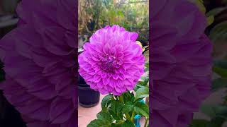 Dahlia bloomsdahliasdahliaflowersflowersterracegarden wintergardenhomes youtubeshortsytshorts