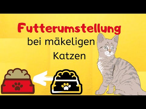 Futterumstellung Katze Frisst Nicht 13 Tipps Bei Mäkeligen