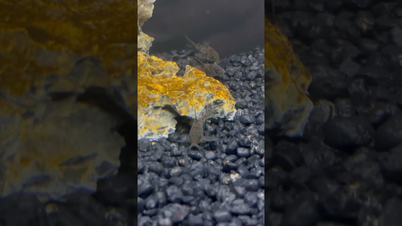 Pepper Corydora grazing on Diatoms.
