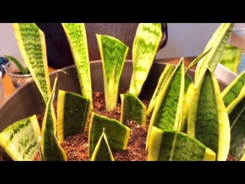 SANSEVIERIA leaf arranging cuttings Propagation How to breed Snake Plant