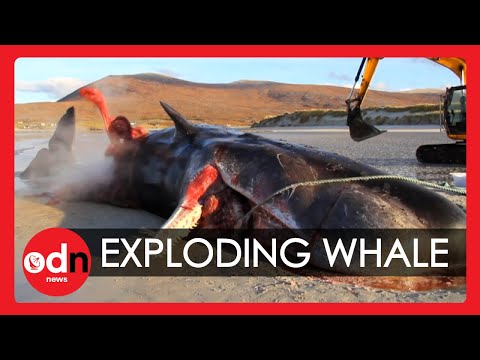 exploding sperm whale