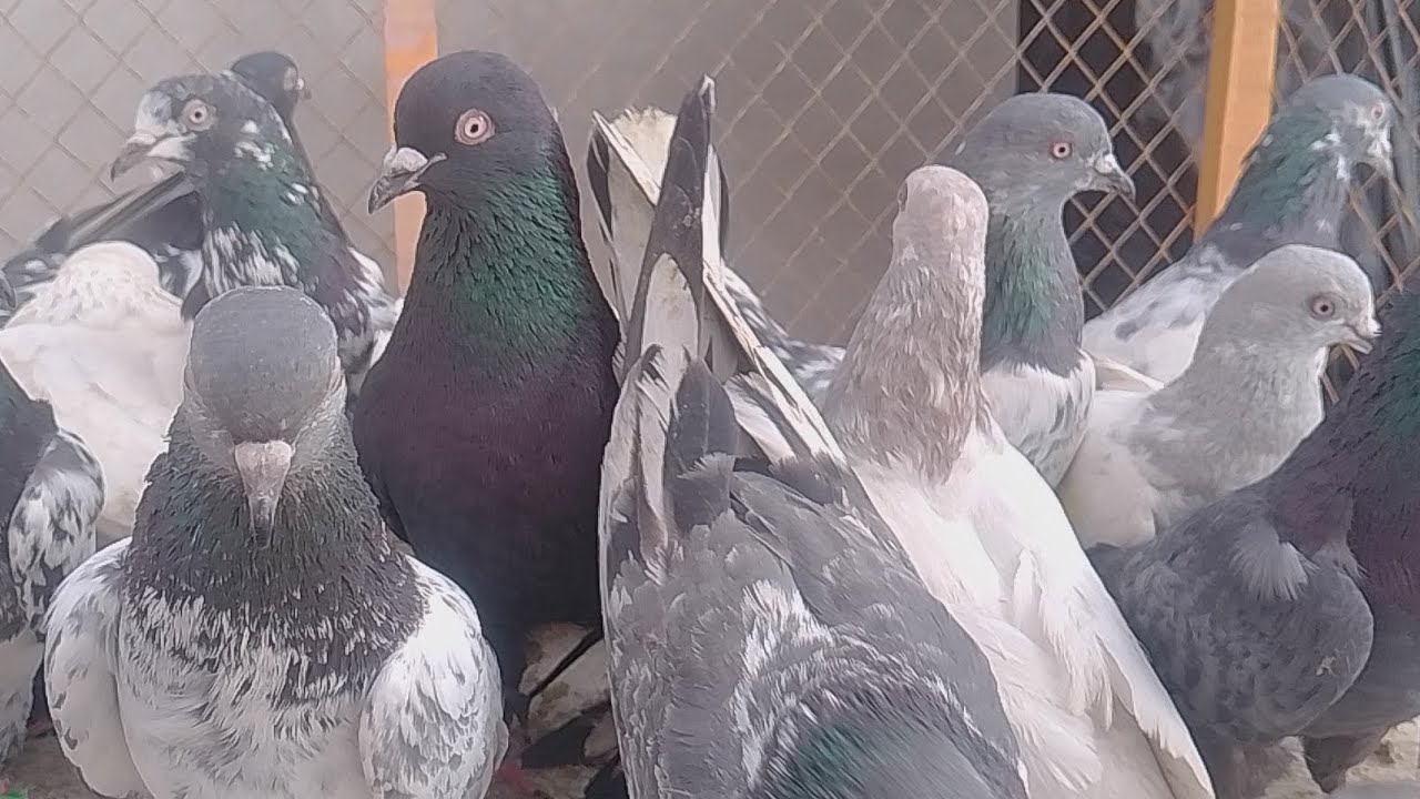 Multan aseel kabootar mandi| multan kabutar mandi|today Multan kabootar mandi update|aseel kabutar|