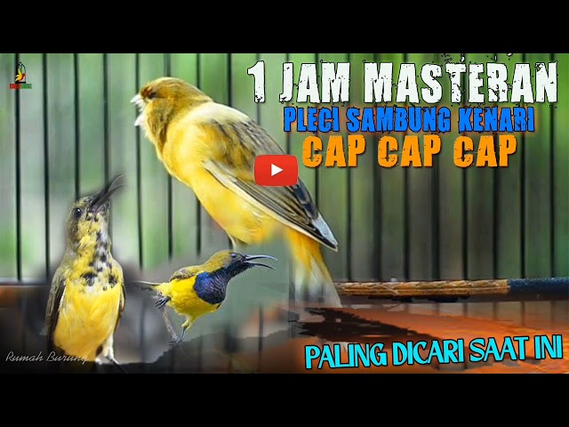 1 JAM MASTERAN SOGON PALING DI CARI SAAT INI || MATERI PLECI SAMBUNG KENARI CAP CAP CAP class=