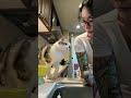 Cat says l love you #funny #funnyanimals #funnypets #youtube #cat #cats