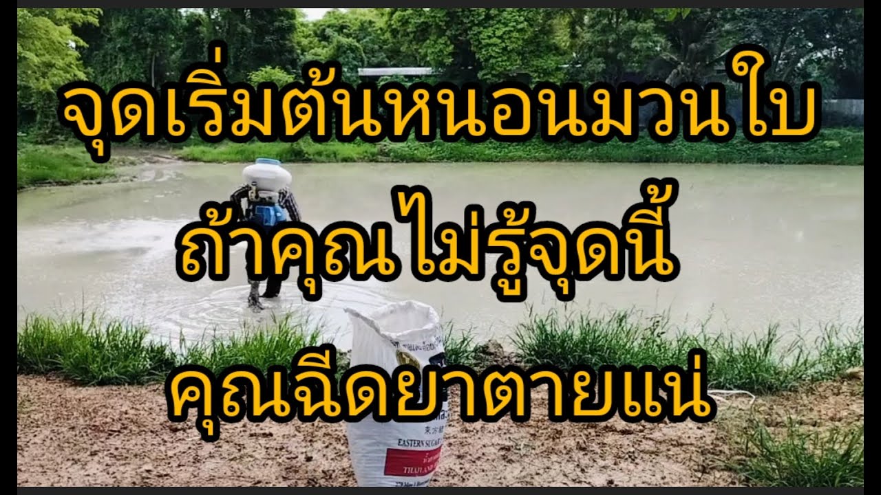 หนอนม้วนใบระบาดหนักเกิดจากอะไรแก้ไขยังไง