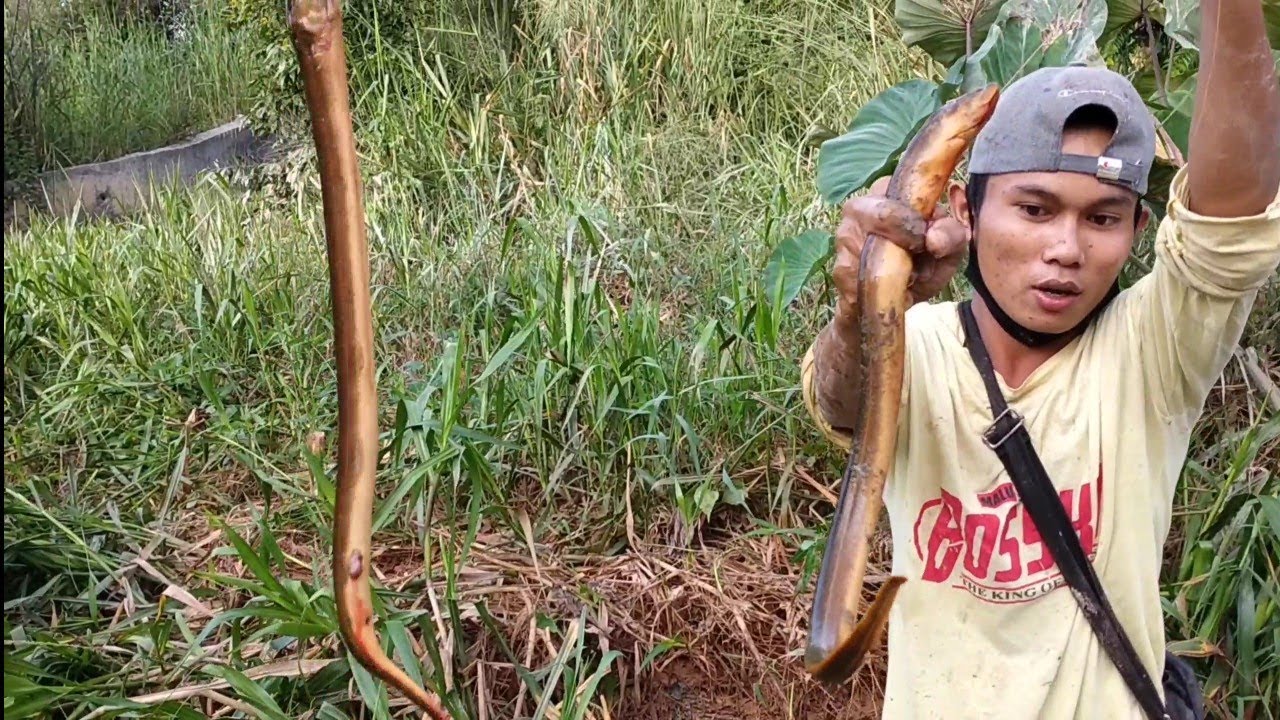 🔴Cara memotong ikan//BELUT langsung dimasak ( sekaligus Resep bumbu nya