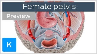 Superior view of the female pelvis (preview) - Human Anatomy | Kenhub