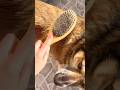 ASMR fast brushing my dog 🐶💓