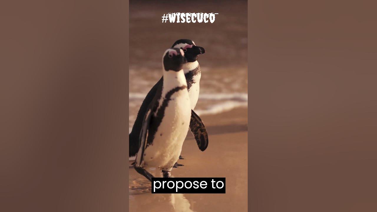 DYK#62 🐧Penguins propose their gf with pebble🪨🤯 - YouTube