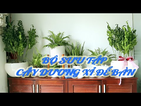 (Part 1) Cây Dương Xỉ - Giới Thiệu Bộ Sưu Tập Dương Xỉ Trồng Chậu Của Sài Gòn Hoa