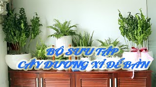 (Part 1) Cây Dương Xỉ  -  Giới Thiệu Bộ Sưu Tập Dương Xỉ Trồng Chậu Của Sài Gòn Hoa