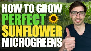 How to Grow Sunflower Microgreens FULL WALKTHROUGH + Tips & Tricks with Donny Greens