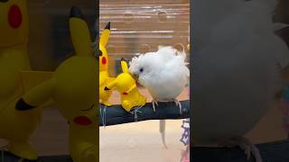 こんなにもピカチュウを大切にしてくれるのりまき君が愛おしい💗