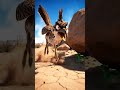 Fastest Bird Alive! Road Runner Speed Will Shock You 🏃‍♂️💨 | Viral Wildlife Shorts