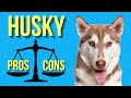 Behind the Fur: Exploring the PROS AND CONS of Owning a Siberian Husky