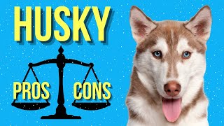 Siberian Husky Pros and Cons: The Good and Bad of Owning One