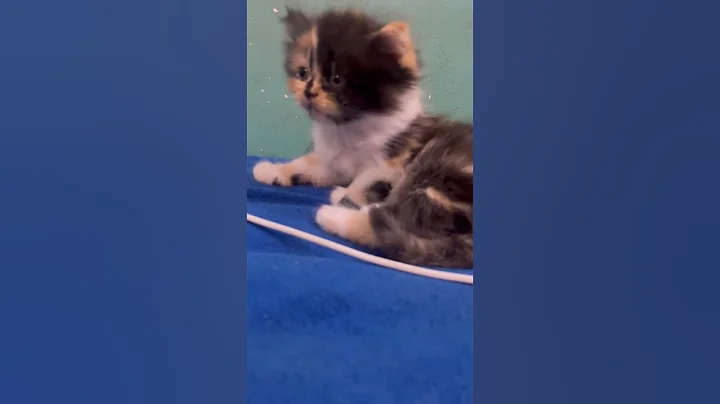 Video 11369171: calico persian cat