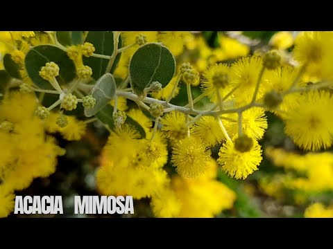 Vídeo: Onde cresce a mimosa? Mimosa é uma planta. Onde a mimosa cresce na Rússia?