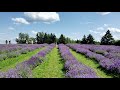 Seafoam Lavender Farm