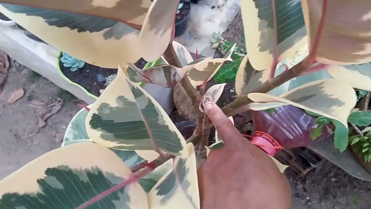 Como cultivar ficus elástica e lirata.