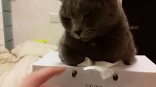 ある日の鼻セレブ争奪戦～またチョップしてみた～