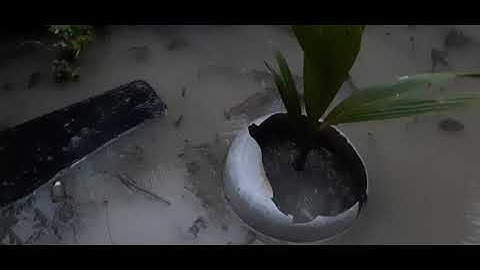 Dừa mã lai bị ngập nước có chết không