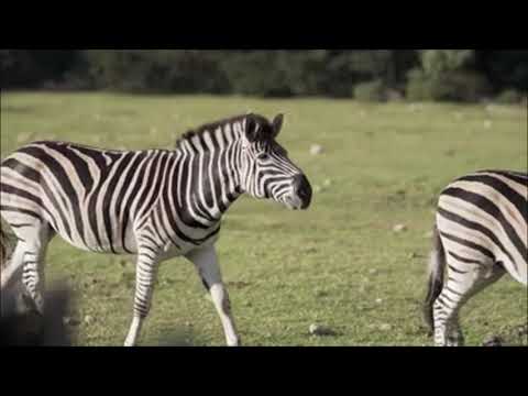 Zebras for Kids: