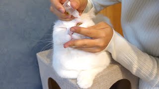 目薬を入れられても微動だにしない猫！