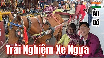 🇮🇳Trải Nghiệm Xe Ngựa & Phát Cơm Từ Thiện|Horse-drawn Carriage Ride & Charity Meal Distribution!