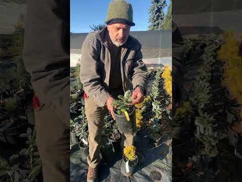Video: Spilgti ziemas skujkoki - krāsaini skujkoki ziemas dārziem