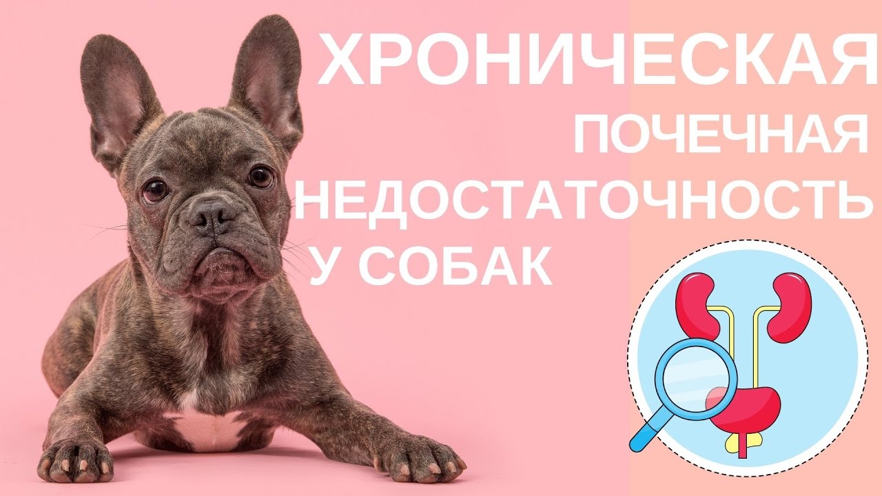 Диета при мочевой кислоте в крови меню на неделю