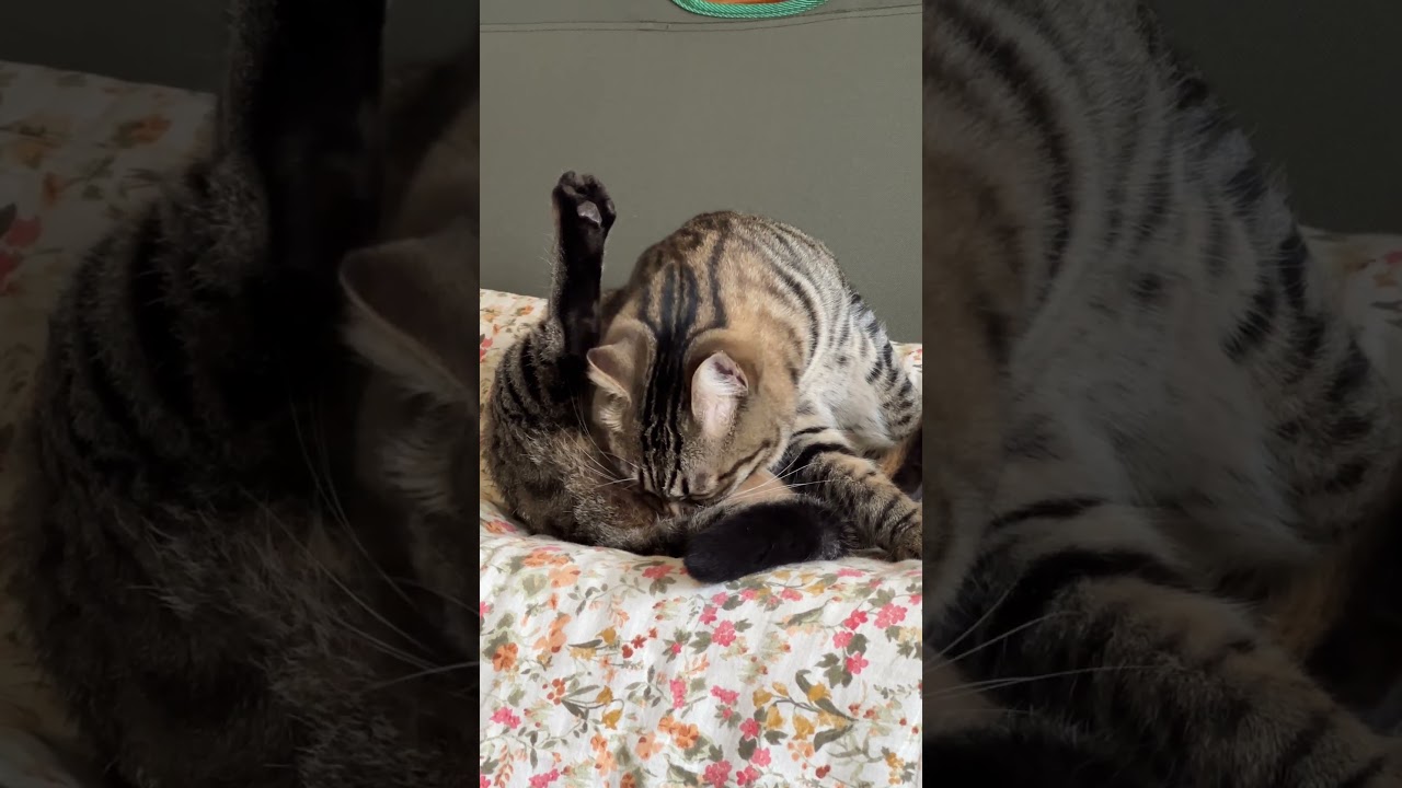 猫トラジがペロペロペロペロひたすらペロペロする #猫 #猫のいる暮らし #cat #shorts