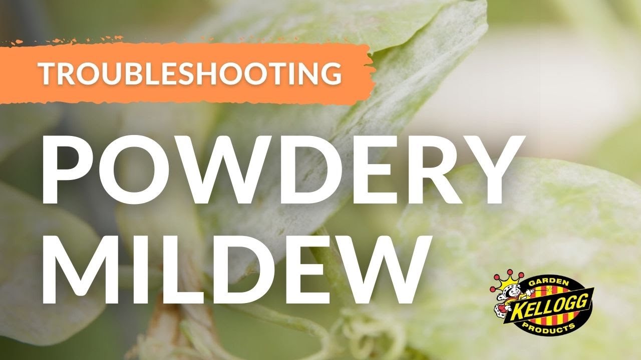 Identifying Powdery Mildew YouTube