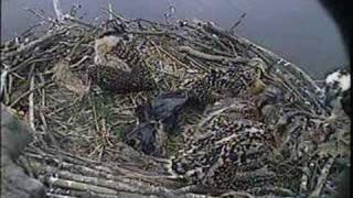 MNSA Osprey-Cam 6/22/08
