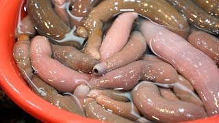 개불 회뜨기 Fish S Worm Sashimi, Gaebul Seafood Korea - Korean Seafood