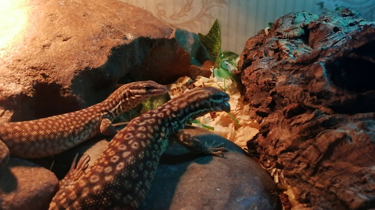 Varanus Acanthurus. Кольцехвостый варан