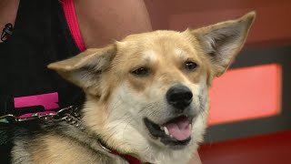FURRY FRIDAY: MEET LADY DOGGA THE DOG