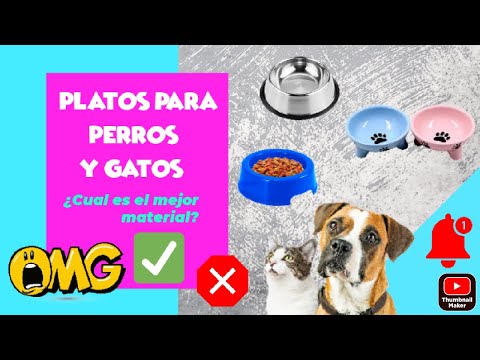 Video: Cómo elegir el mejor plato de perro para tu perro