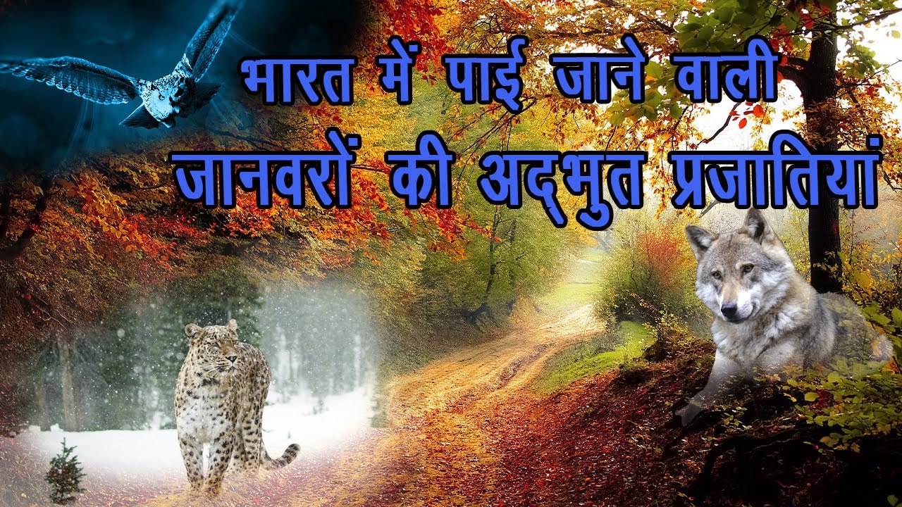 Different types of animal species found in India - YouTube