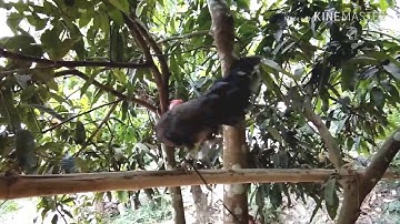 ไก่ต็ผู้เมย-Noob qaib dib txaij qua tuaj zoo heev li