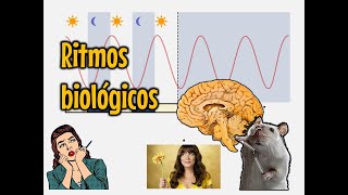 Ritmos Biológicos