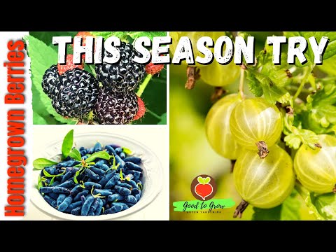 Video: Cultivarea fructelor de pădure în zona 5: fructe de pădure comestibile pentru grădinile din zona 5