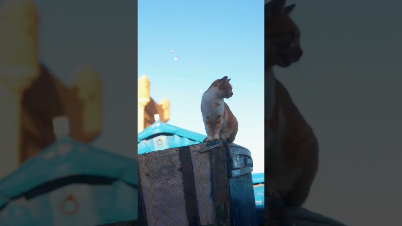 Ever dreamed of exploring the magic of Essaouira!